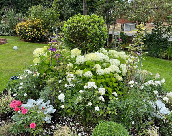 A meticulously tended garden border in Windlesham, surrounded by diverse foliage. Lush green plants complement the stunning blooms of white hydrangeas, enhancing the garden's natural beauty and charm