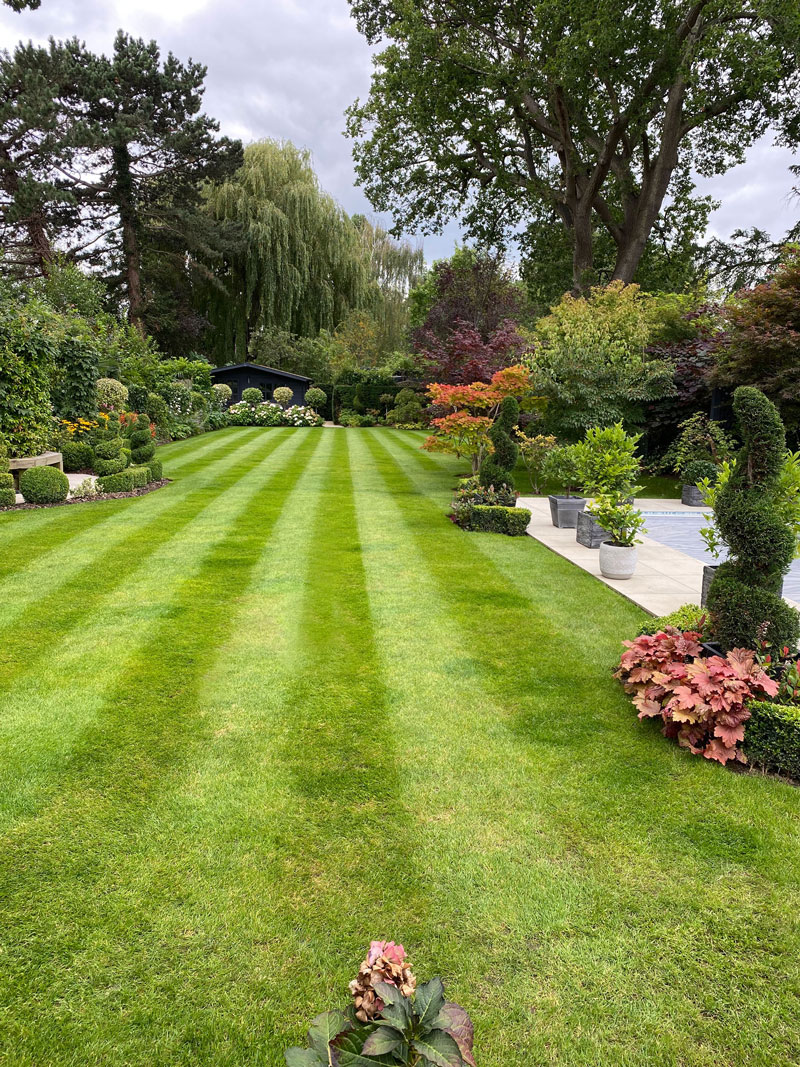 Reseeded lawn with perfect edges