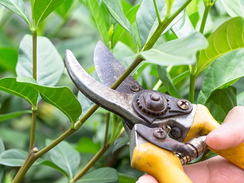 Pruning bushes with secateurs in Surrey Garden