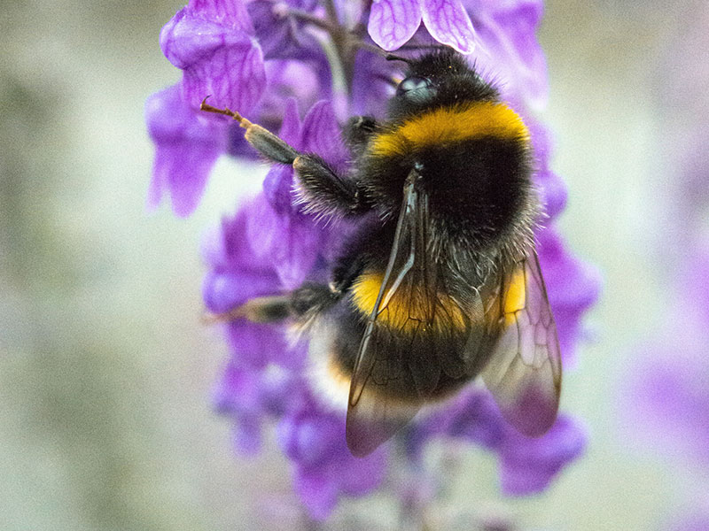 Garden tidy ups encourage bees to flowers