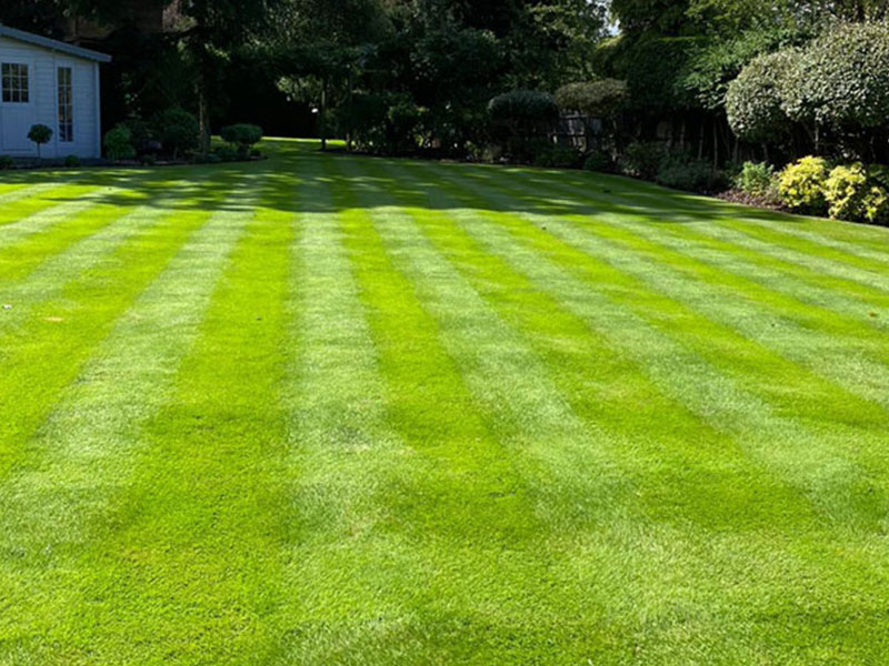 Lawn with new turf