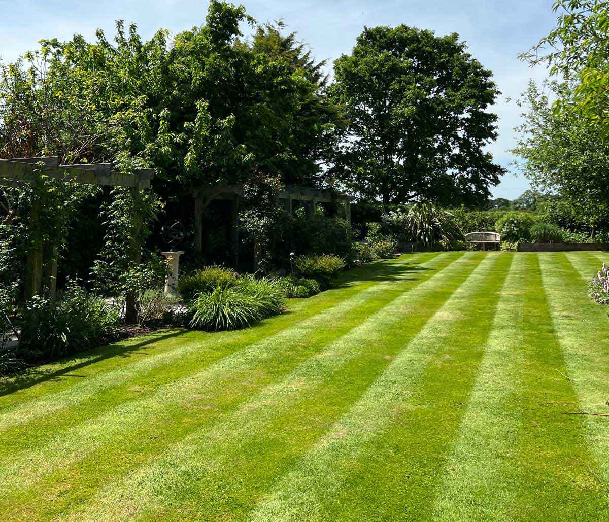 Lawn care and Garden maintenance in Surrey 