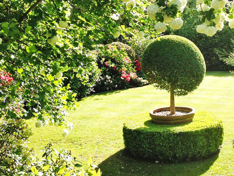 Pruned box hedge and privet bush