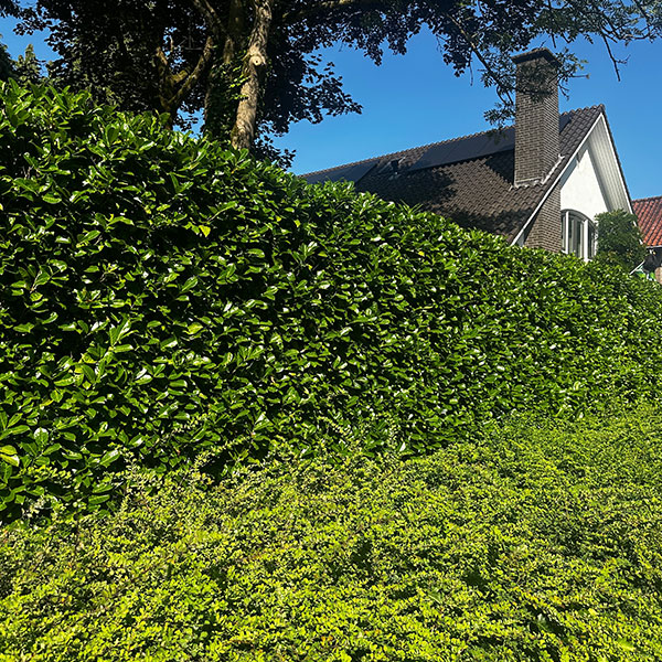 Trimmed laurel hedge in Surrey