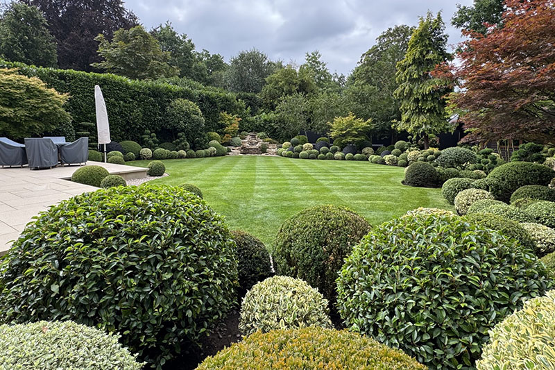 CS Gardens keep hedges maintained in Surrey
